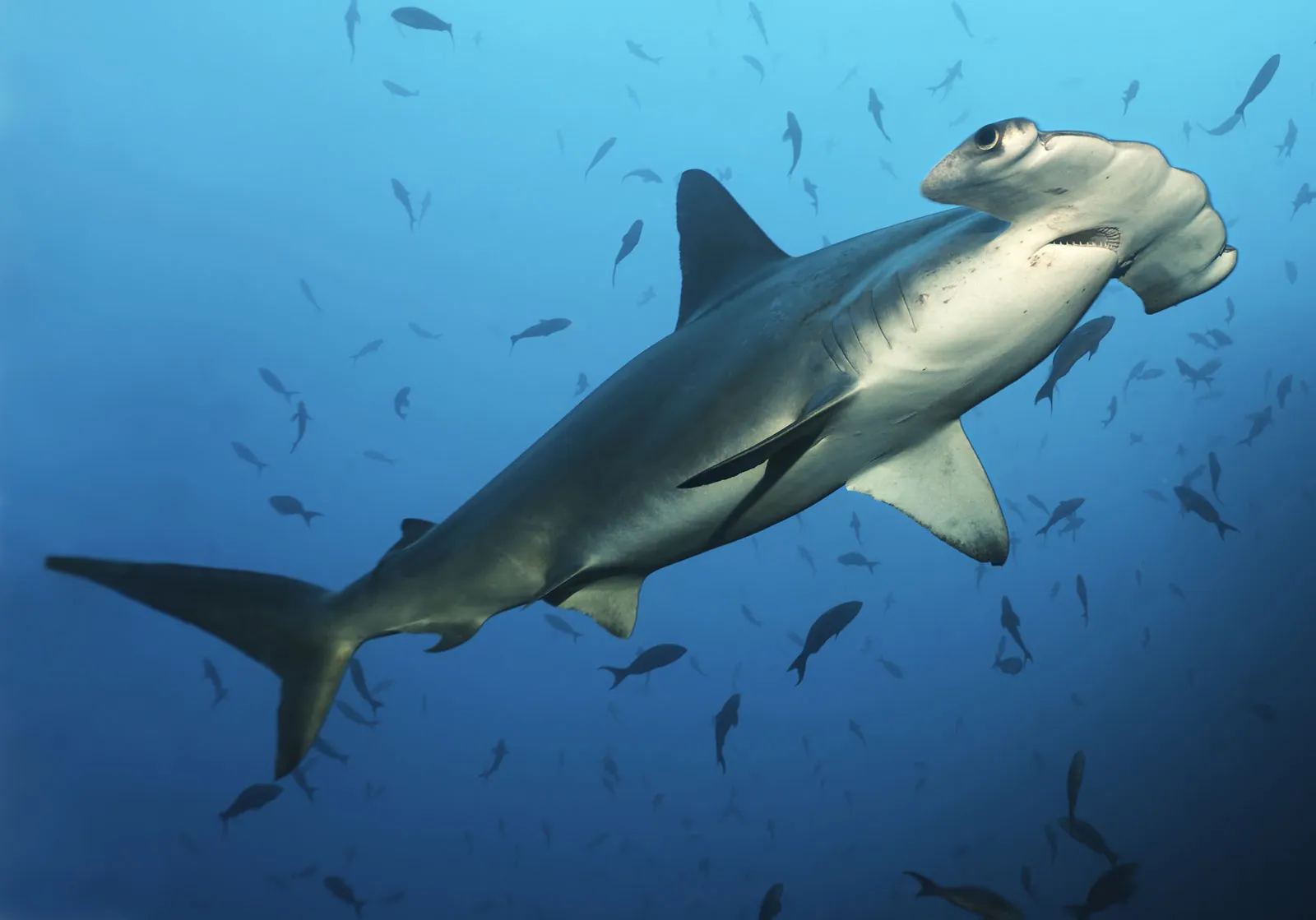 Hammerhead shark